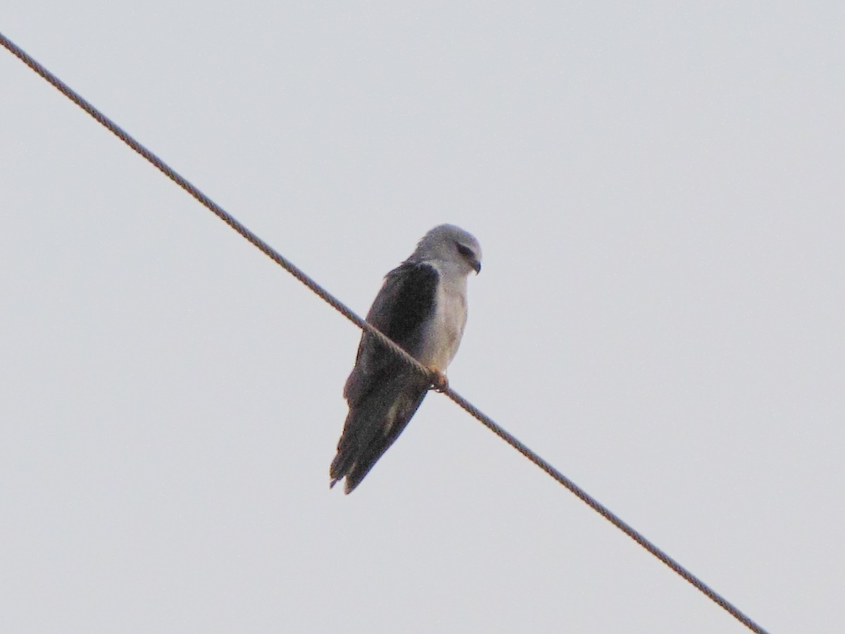 Black-winged Kite - ML623877648