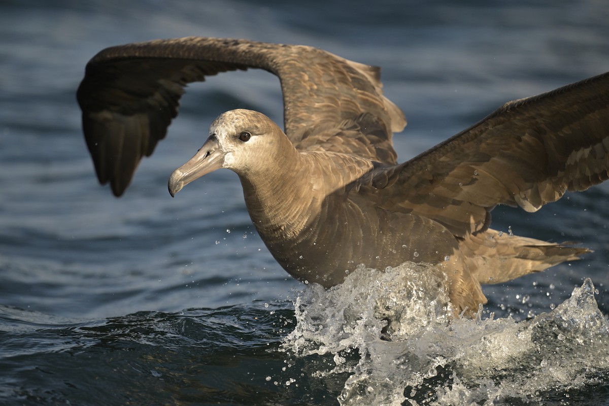 Black-footed Albatross - Ben  Sonnenberg