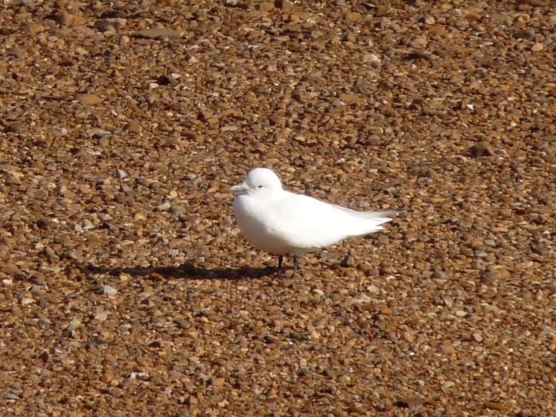 Ivory Gull - ML62387771