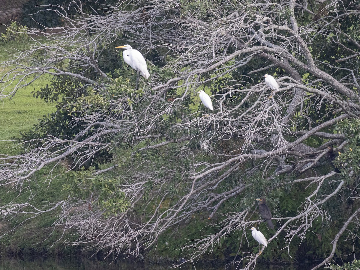 Snowy Egret - ML623877727