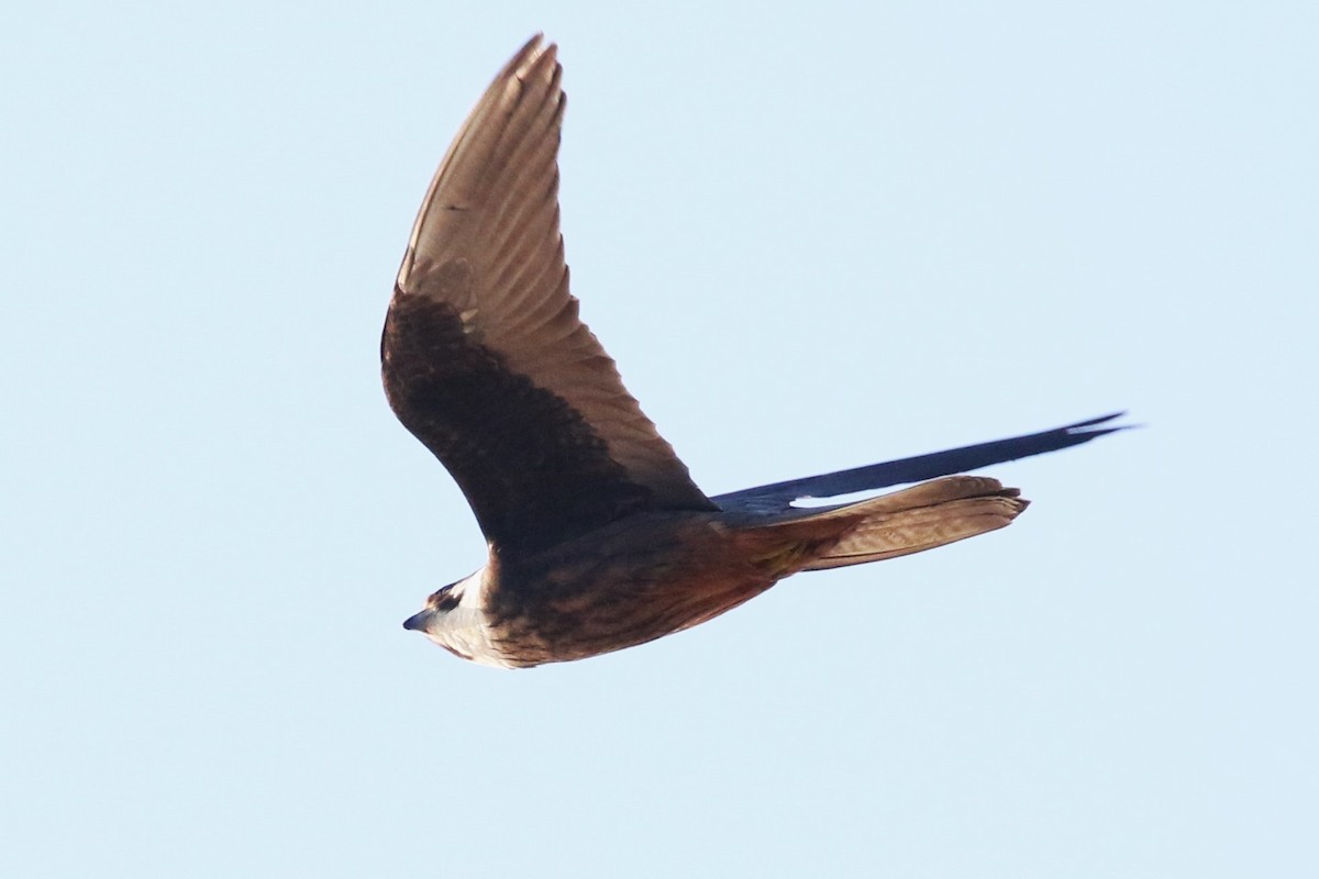 Eleonora's Falcon - ML623877761