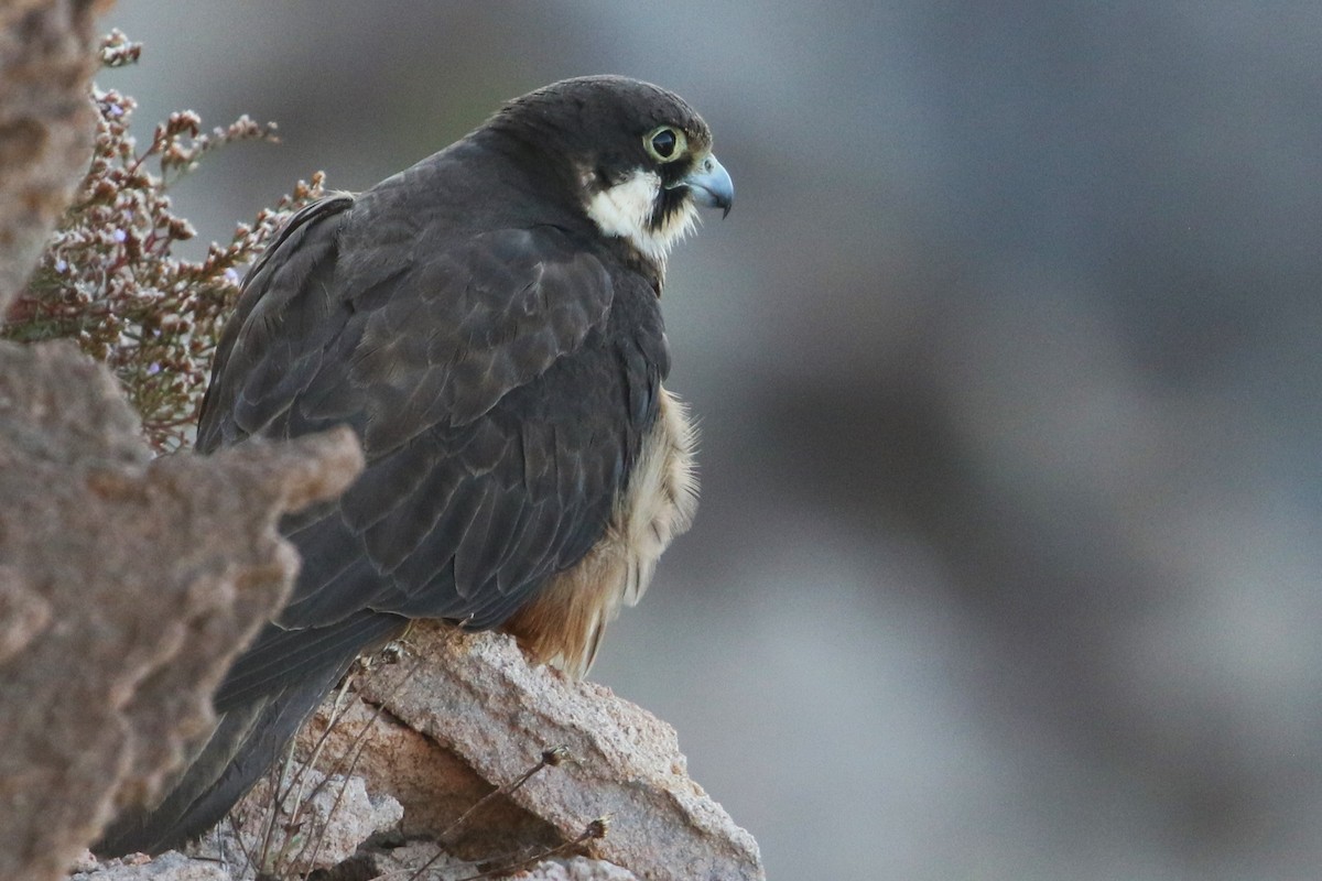 Eleonora's Falcon - ML623877763