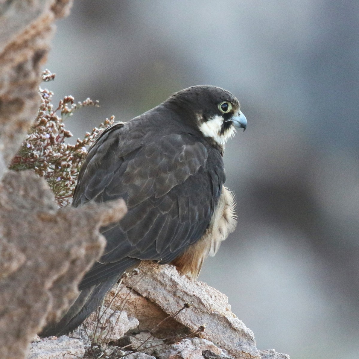 Eleonora's Falcon - ML623877764