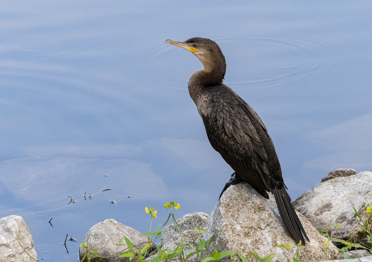 Cormorán Biguá - ML623877783