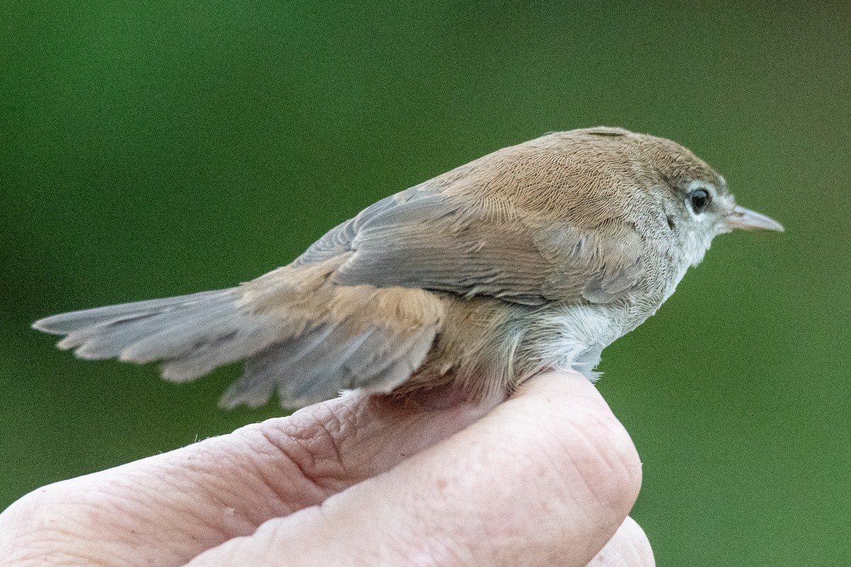 Cetti's Warbler - ML623877792