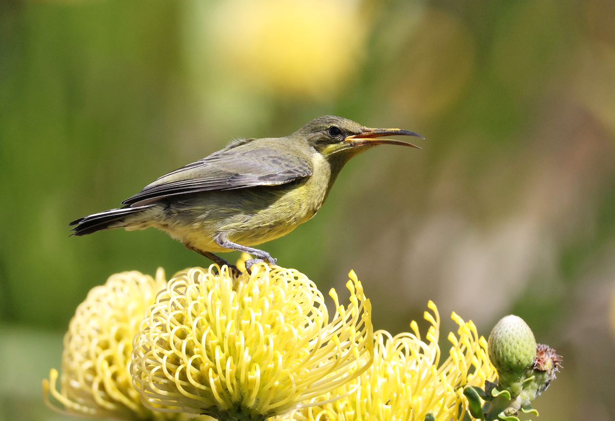 Malachite Sunbird - ML623877801