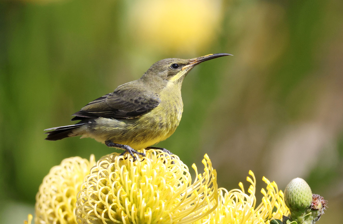 Malachite Sunbird - ML623877803