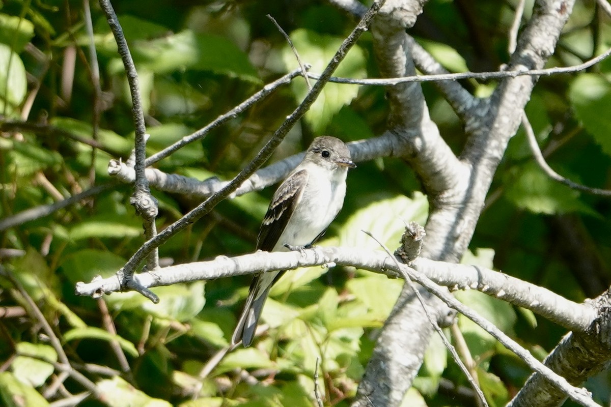 Eastern Wood-Pewee - ML623877820