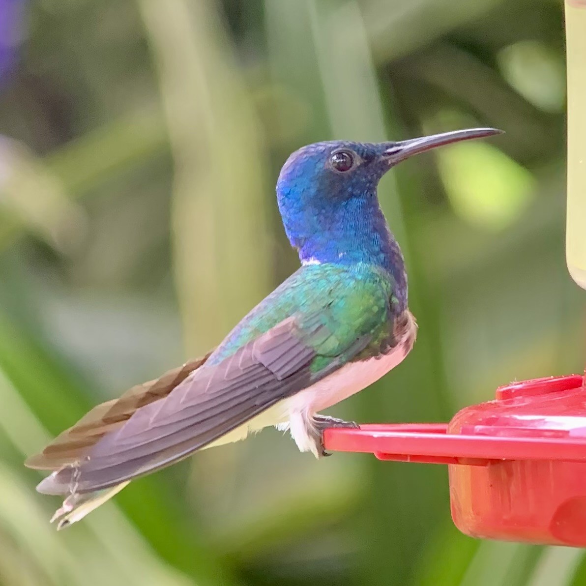 White-necked Jacobin - ML623877824