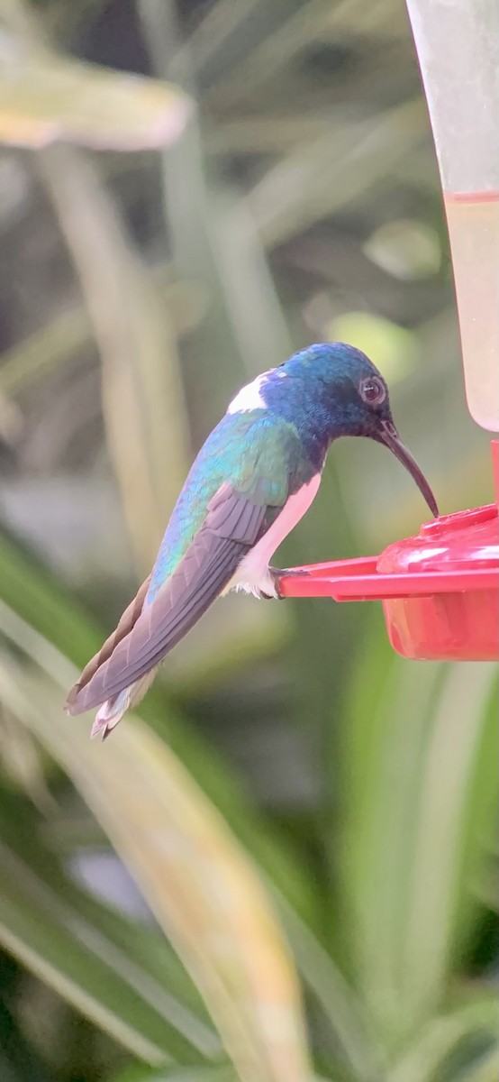 White-necked Jacobin - Brian Rohrs