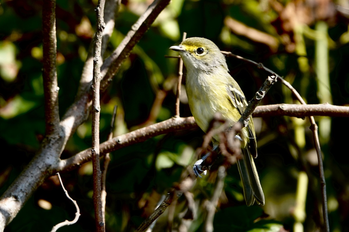 hvitøyevireo - ML623877829