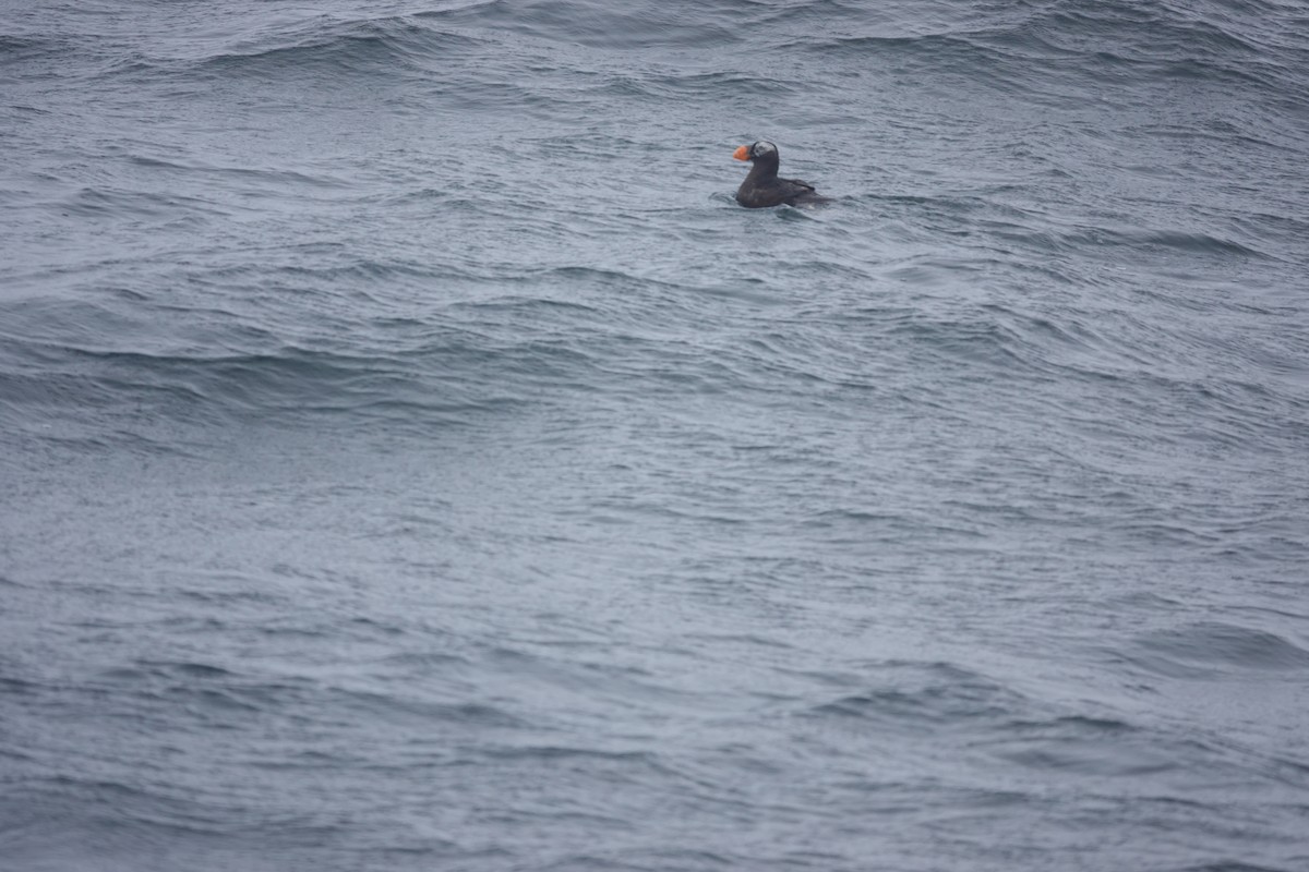 Tufted Puffin - ML623877835