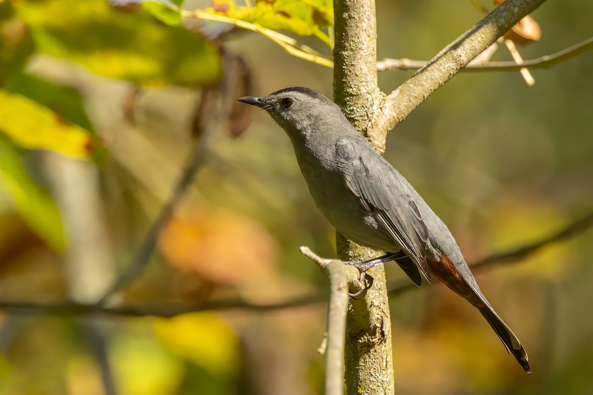 Gray Catbird - ML623877854