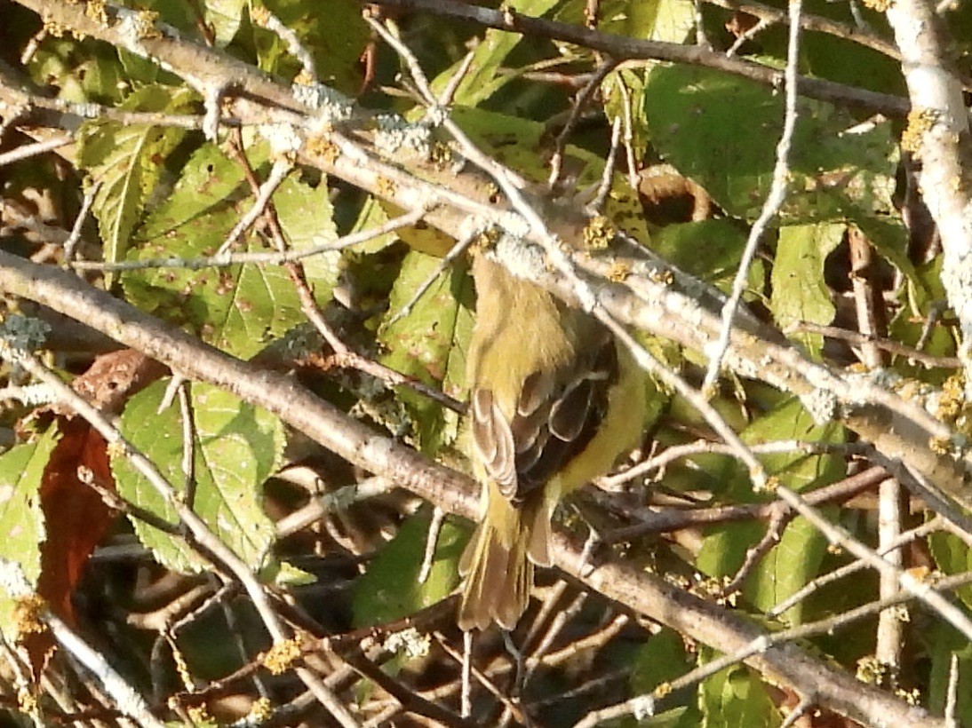 Bell's Vireo - Monica Rose