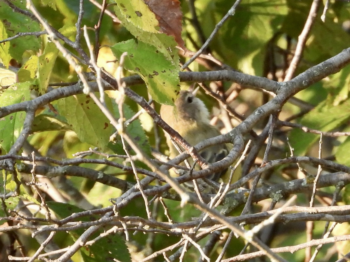 Bell's Vireo - ML623877892