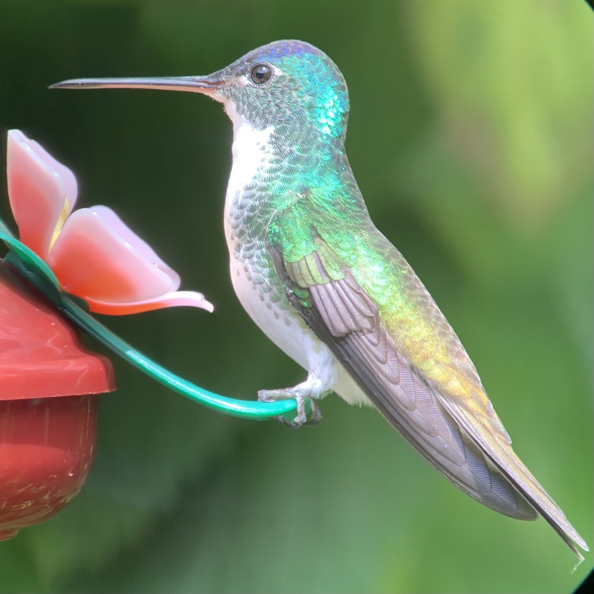 Andean Emerald - ML623877897