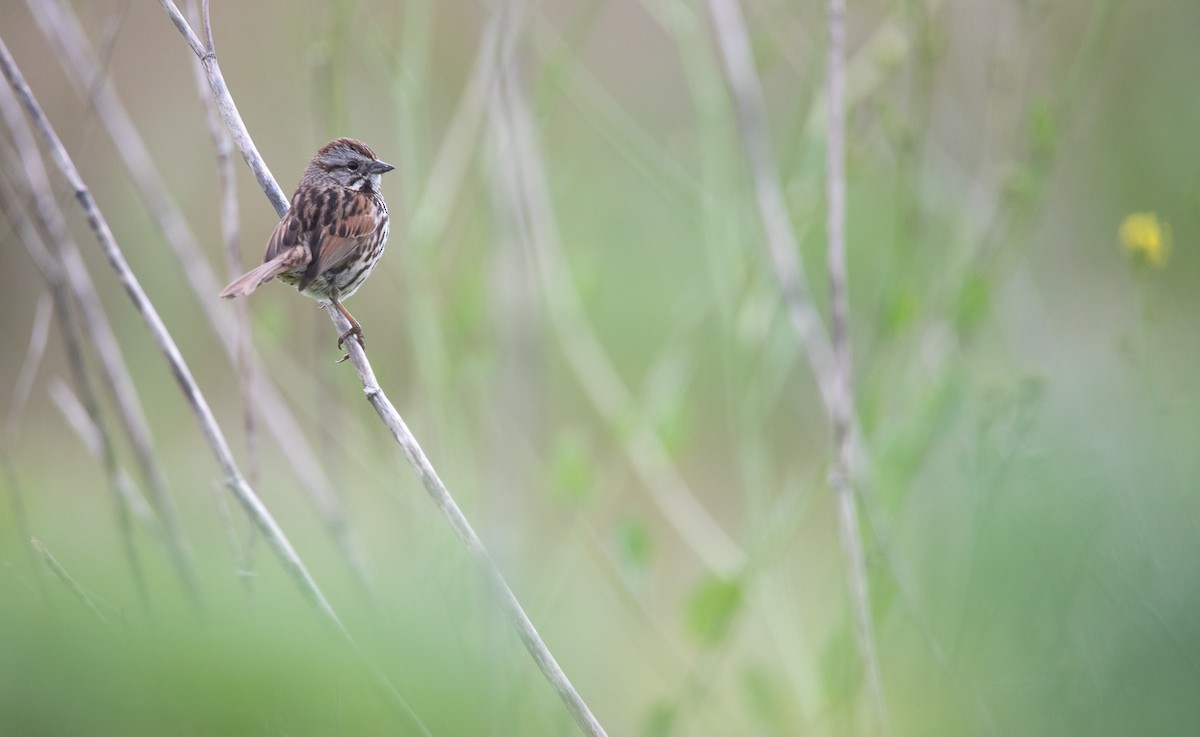Song Sparrow - ML623877898