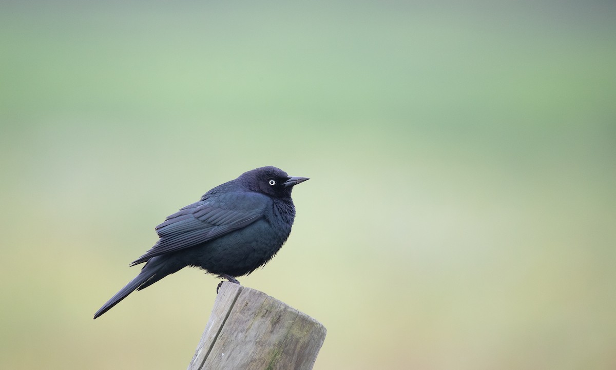 Brewer's Blackbird - ML623877901