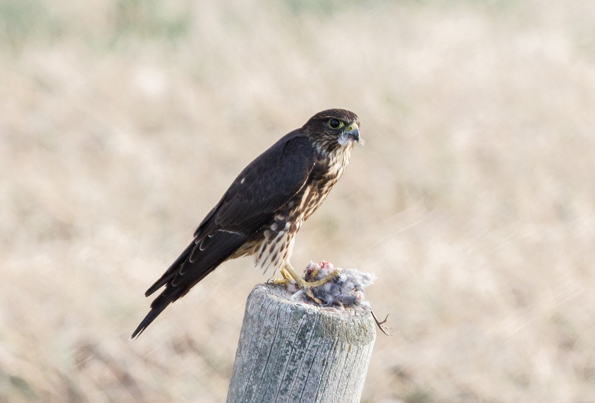 Faucon émerillon (columbarius) - ML623877952