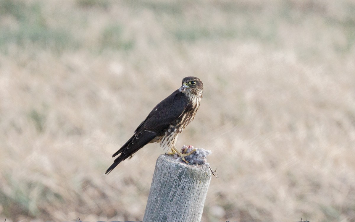 Faucon émerillon (columbarius) - ML623877954