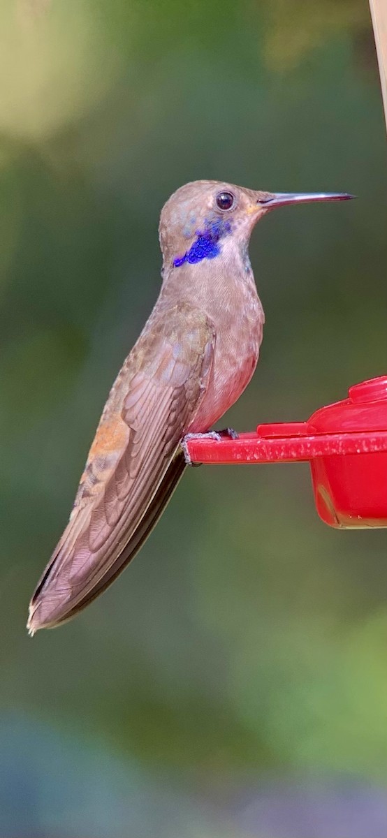 Brown Violetear - ML623877957