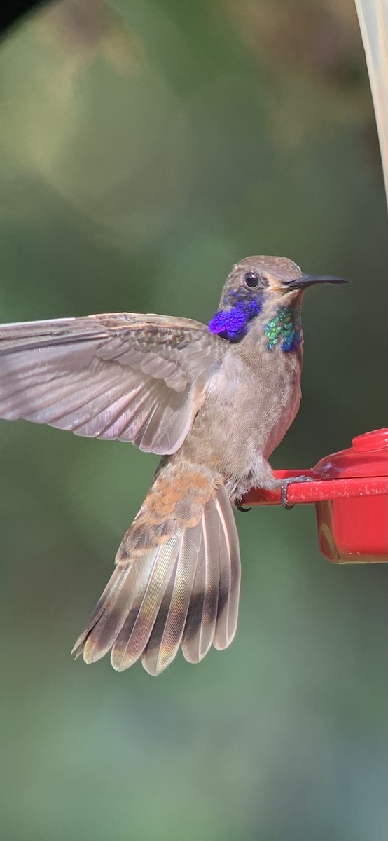 Brown Violetear - ML623877958