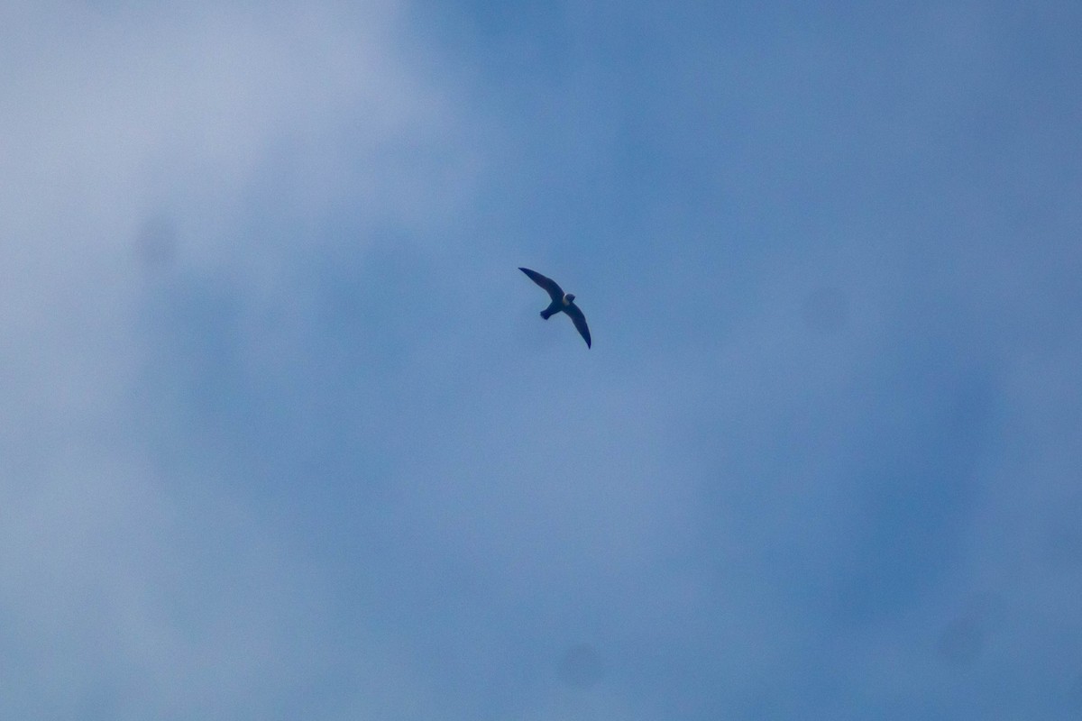 White-collared Swift - Manuel de Jesus Hernandez Ancheita