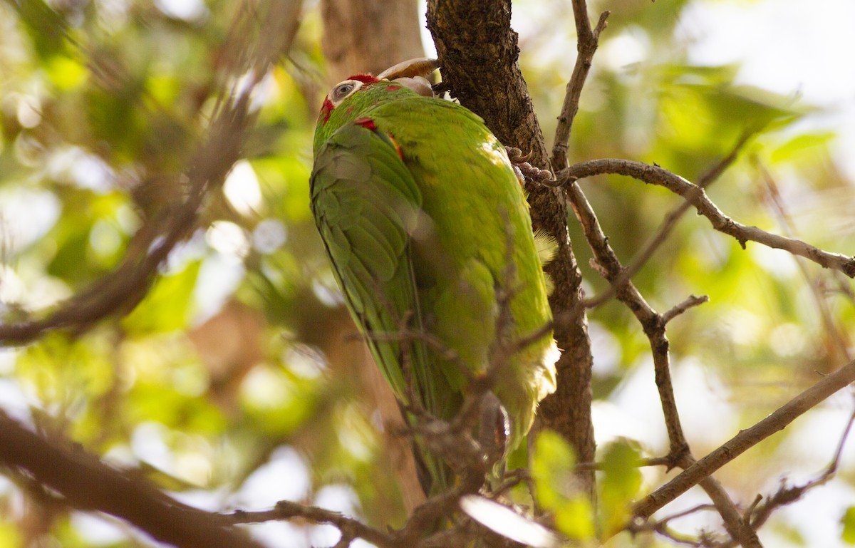 aratinga červenolící - ML623878028