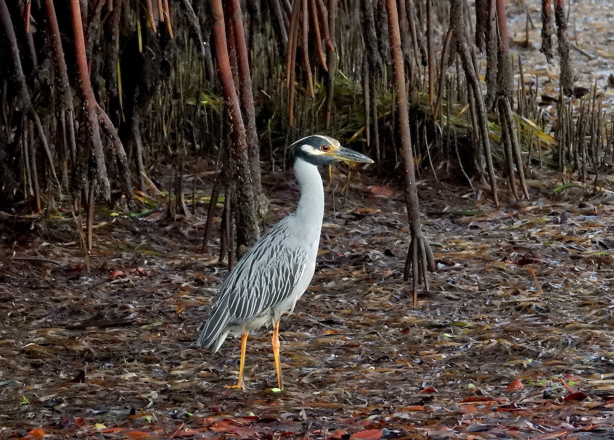 Yellow-crowned Night Heron - ML623878030