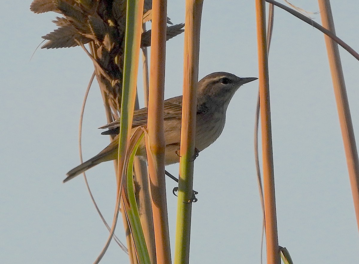 Palm Warbler - ML623878045