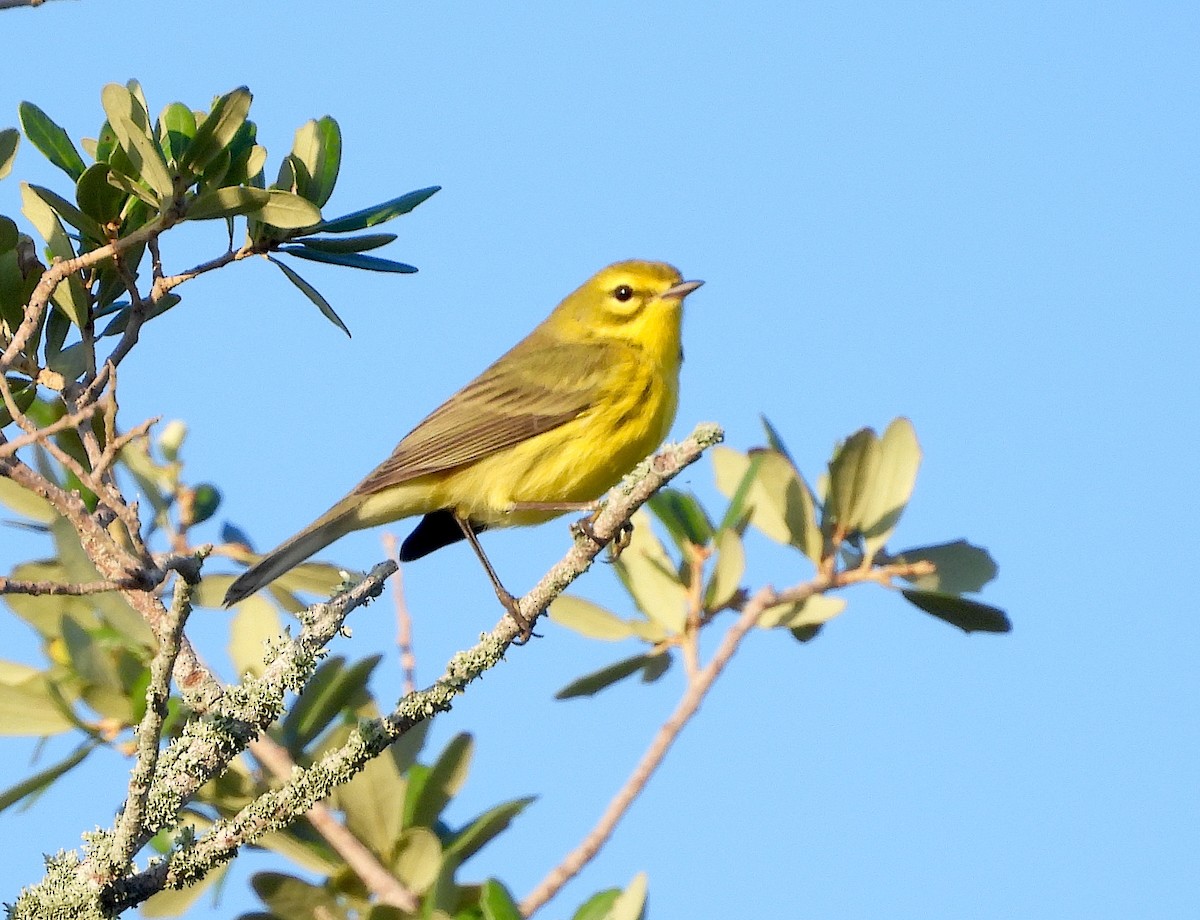 Prairie Warbler - ML623878052