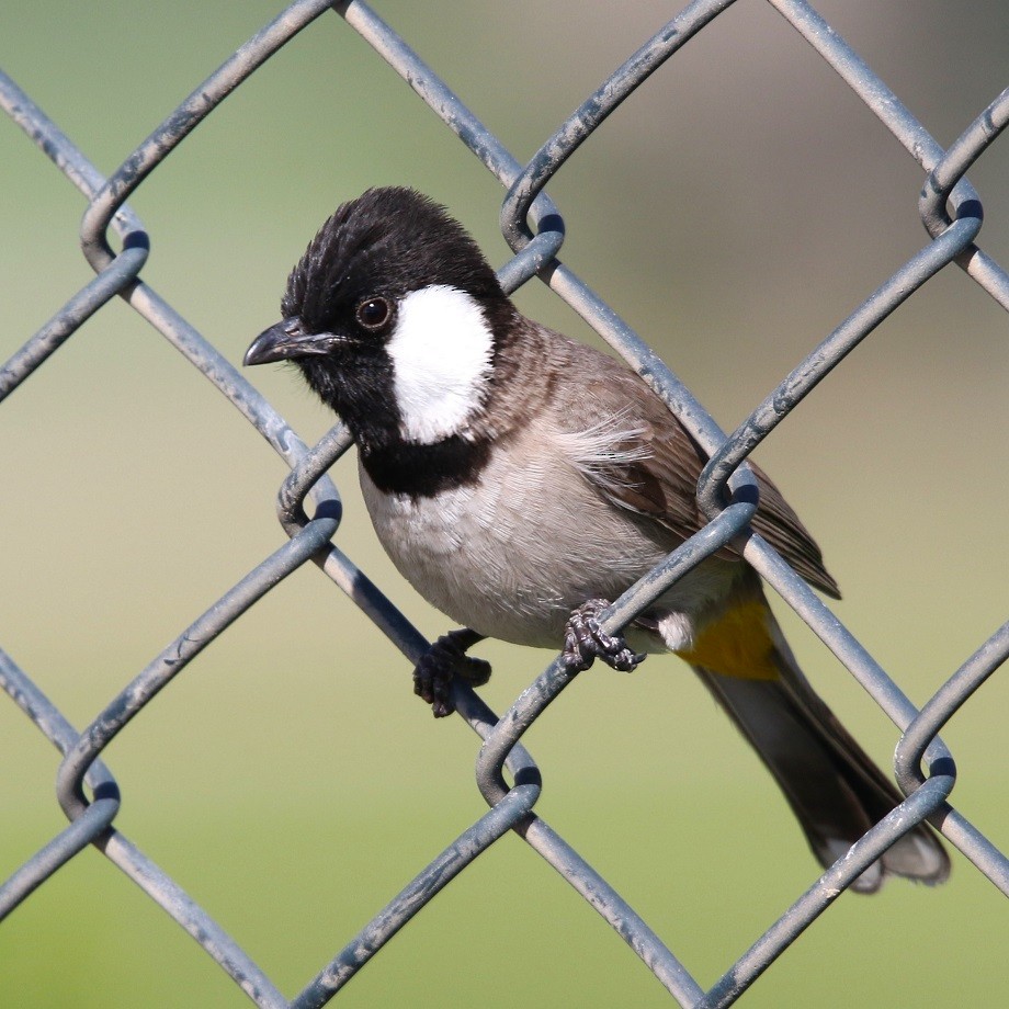 White-eared Bulbul - ML623878061