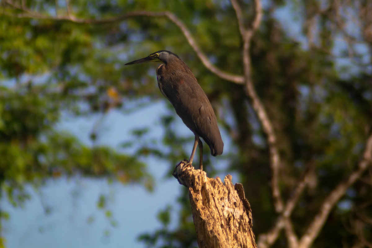 Bare-throated Tiger-Heron - ML623878065