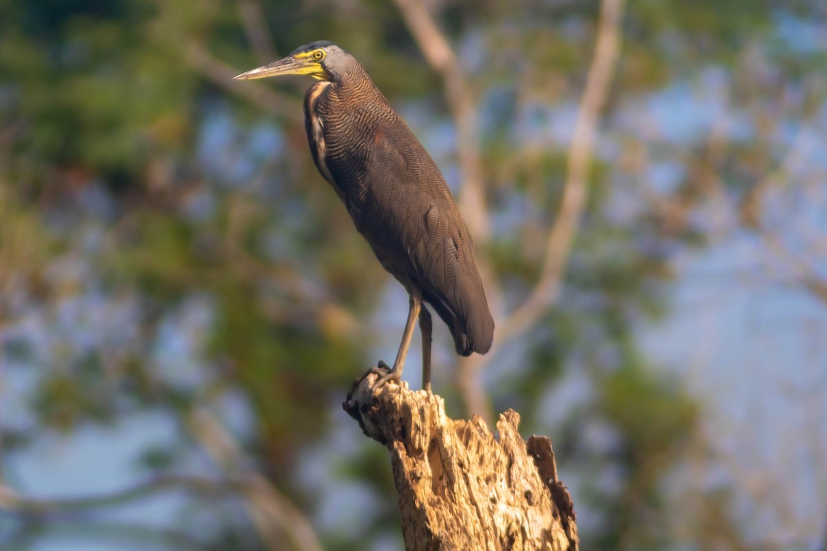 Bare-throated Tiger-Heron - ML623878066