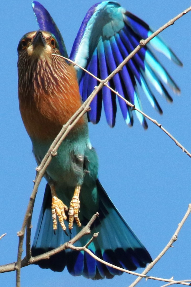 Indian Roller - ML623878070