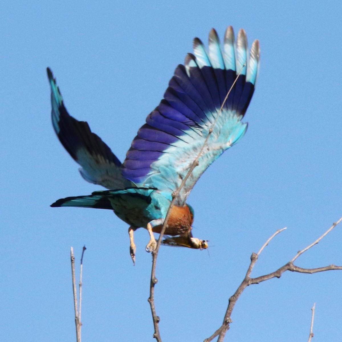 Indian Roller - ML623878071