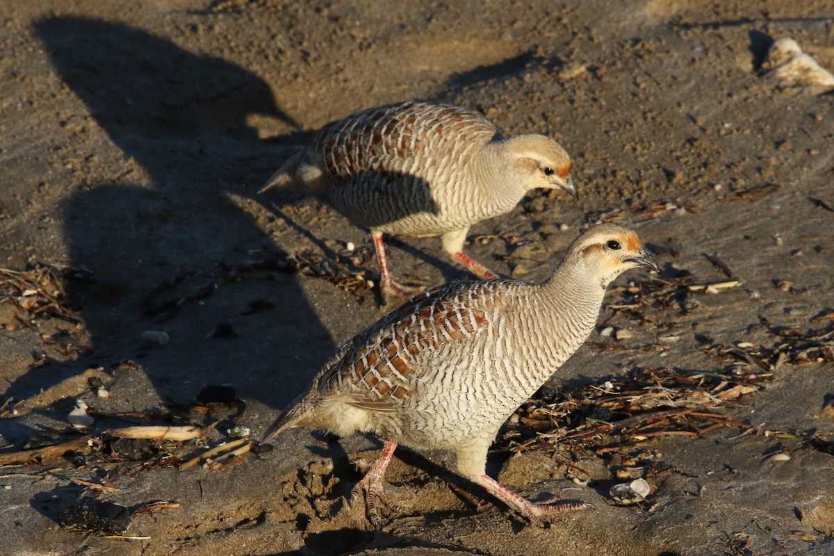 Gray Francolin - ML623878081