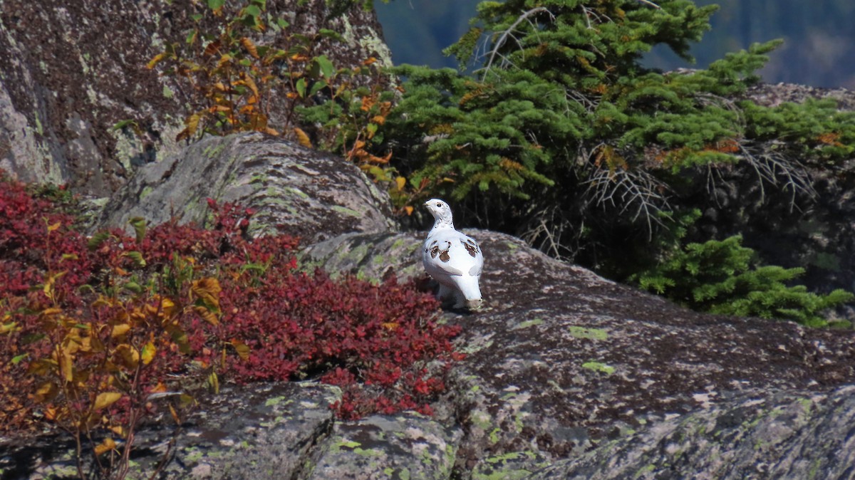 Rock Ptarmigan - ML623878088