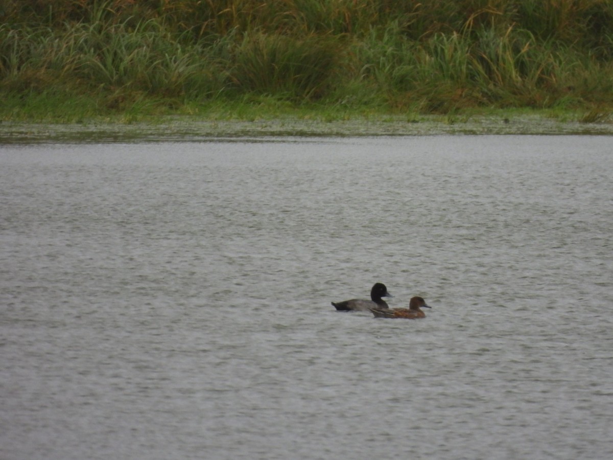 Lesser Scaup - ML623878144