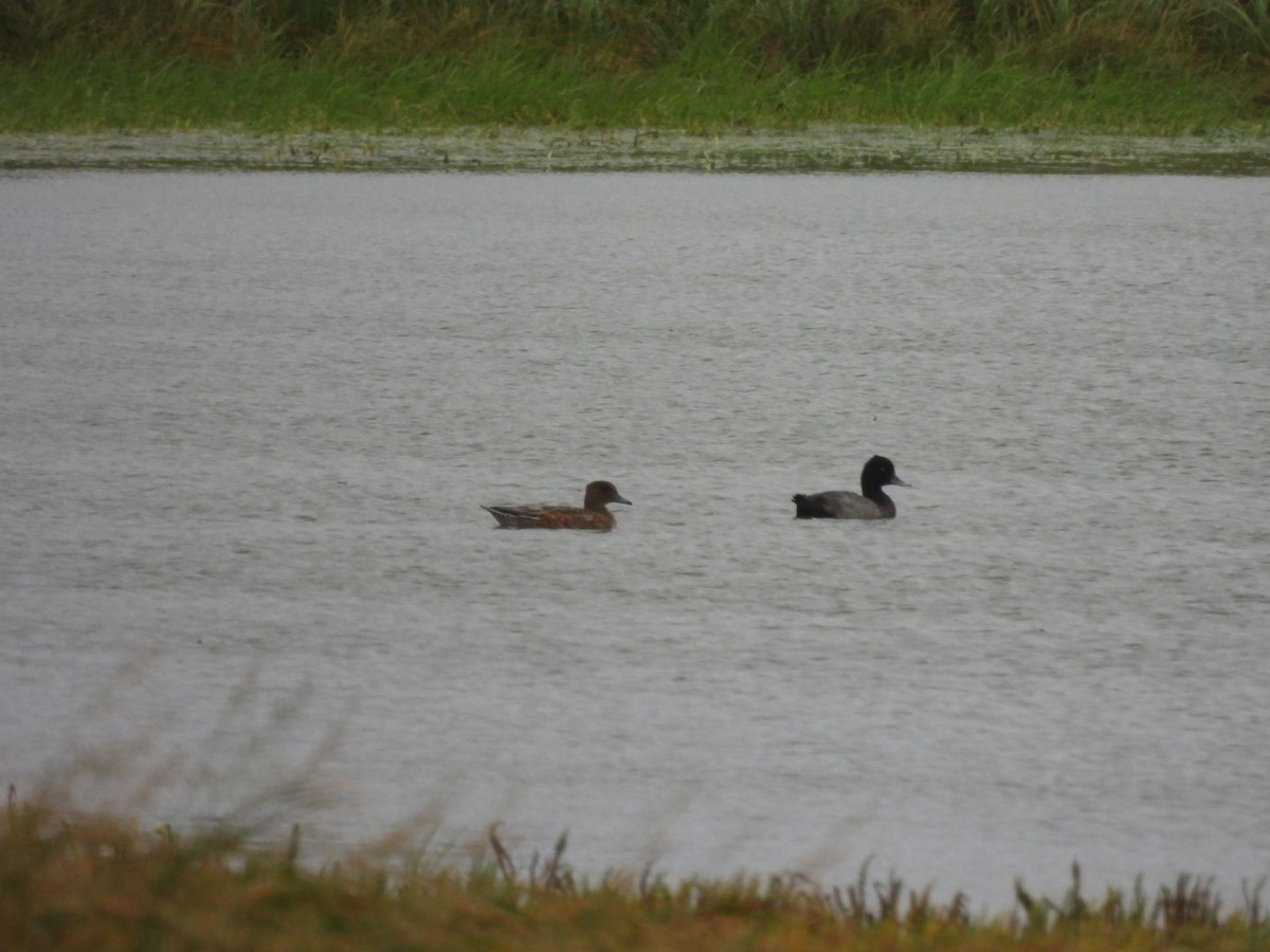 Lesser Scaup - ML623878145