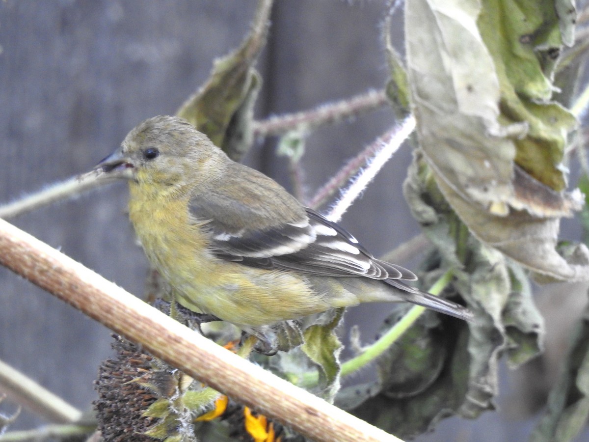 Lesser Goldfinch - ML623878158