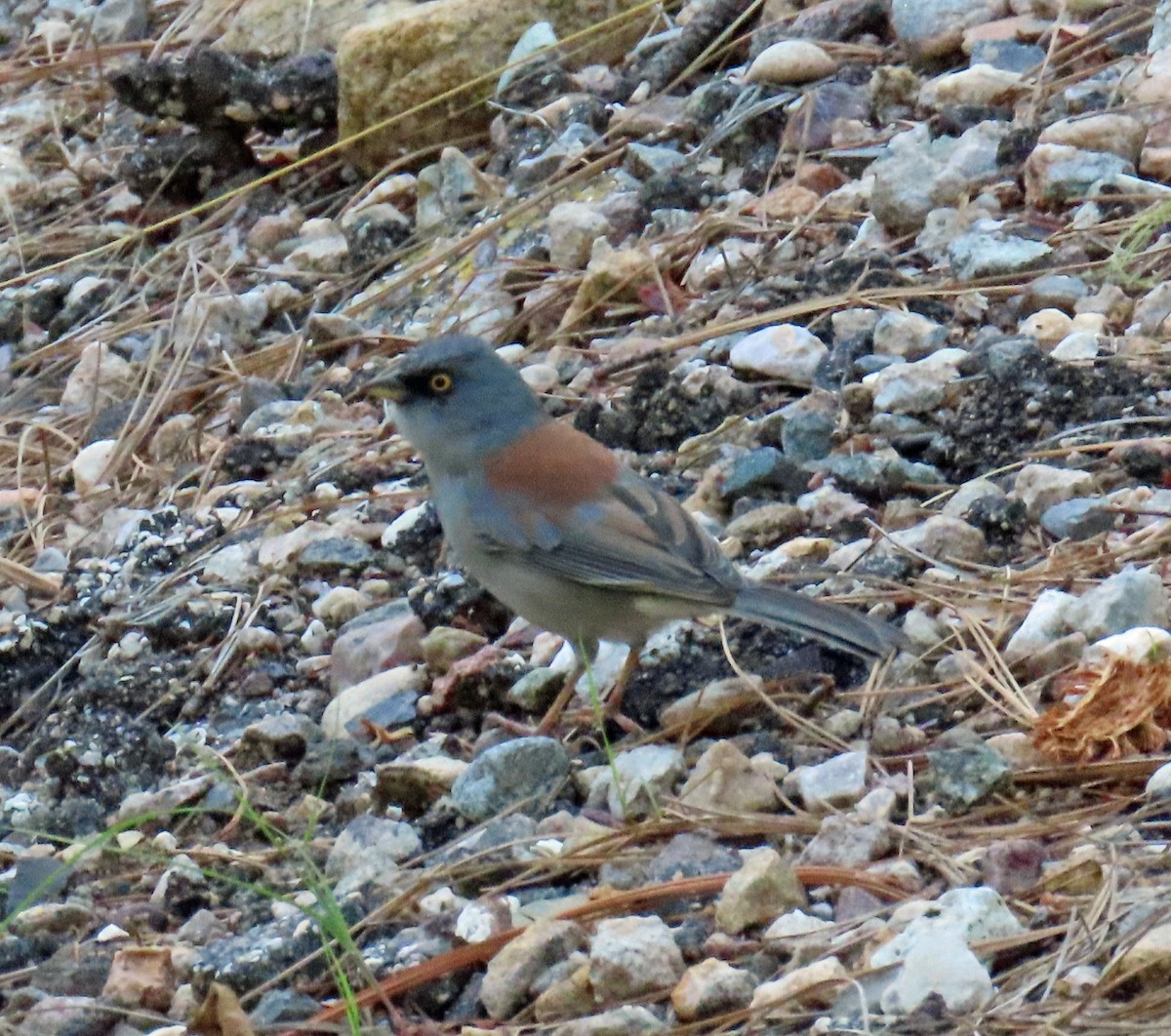 Yellow-eyed Junco - ML623878174