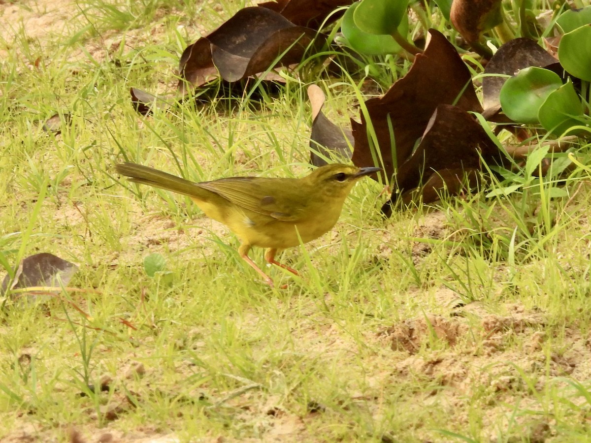 Flavescent Warbler - ML623878179