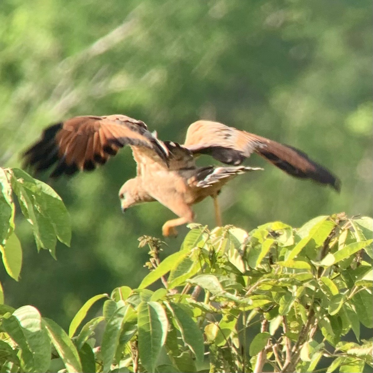 Savanna Hawk - ML623878185