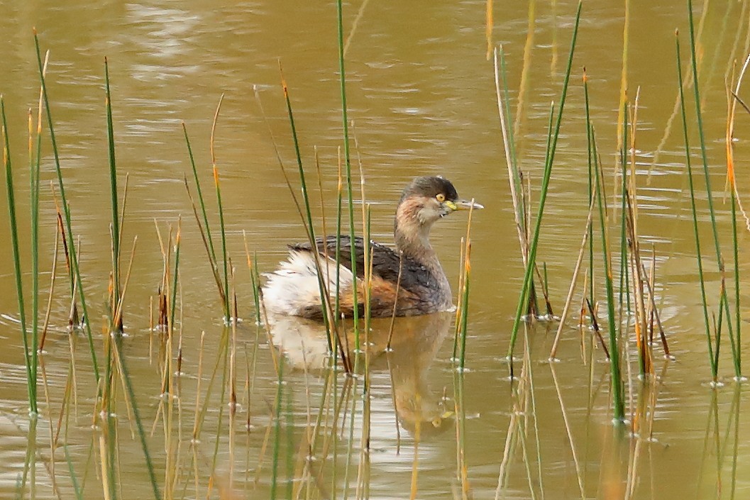 Australasian Grebe - ML623878217