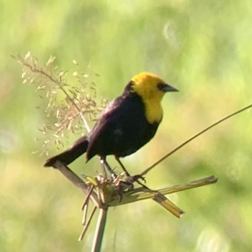 Yellow-hooded Blackbird - ML623878228