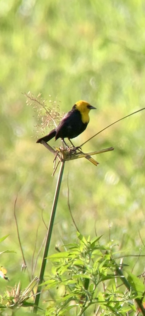 Yellow-hooded Blackbird - ML623878229