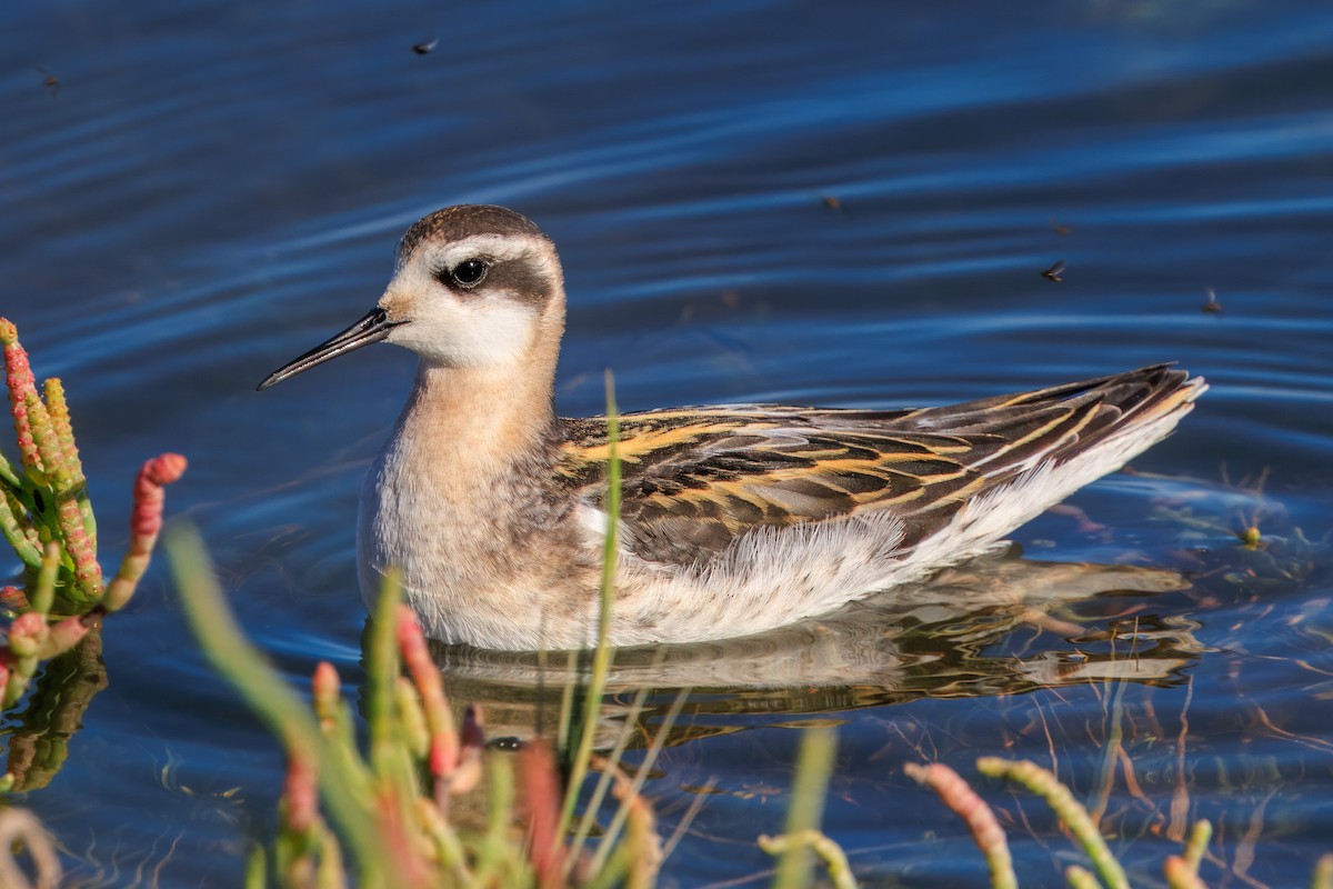 Red-necked Phalarope - ML623878275