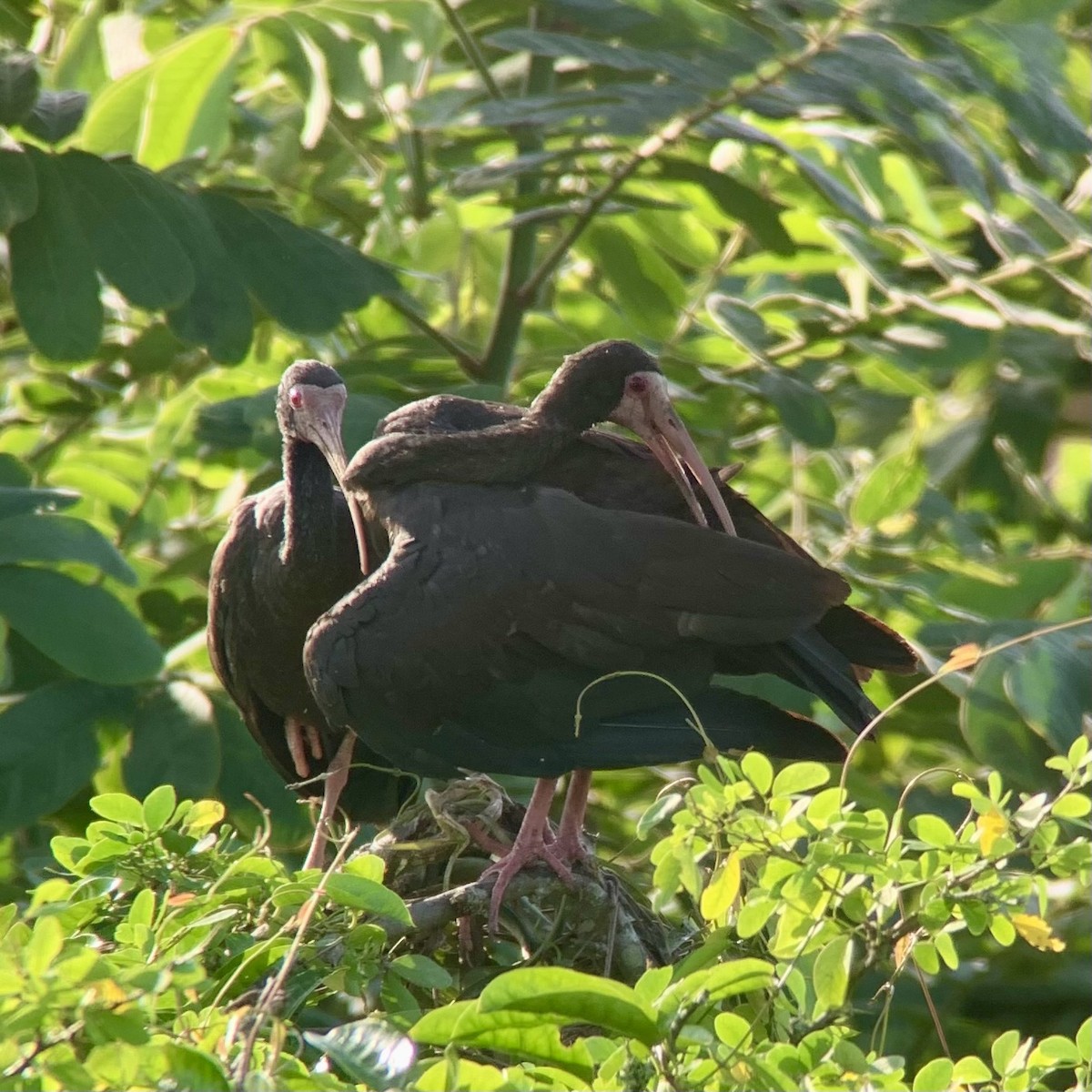 Bare-faced Ibis - ML623878291