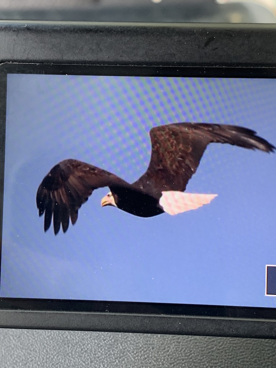 Bald Eagle - ML623878308